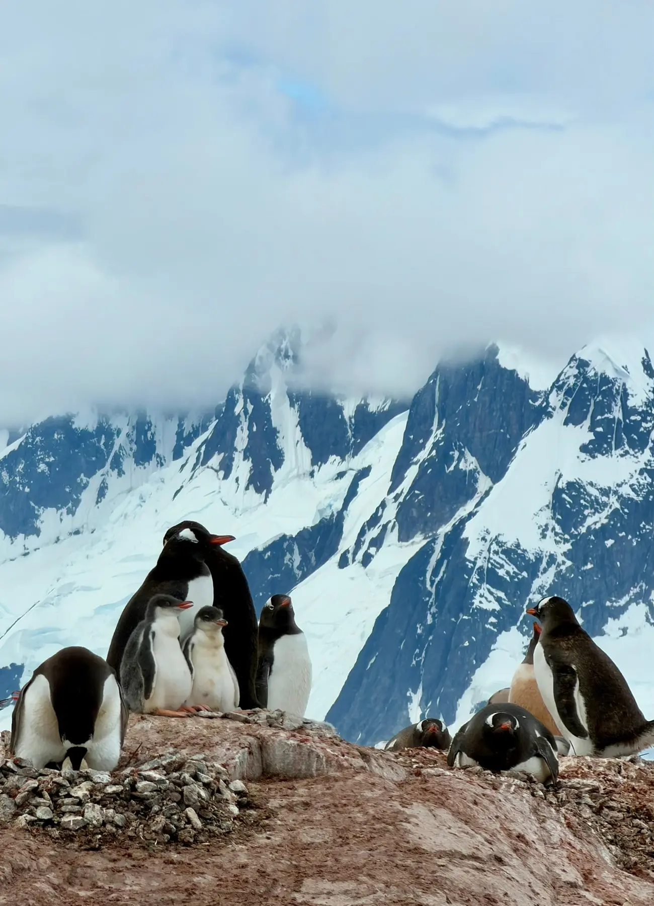 Pinguine vor schneebedeckten Bergen an der Antarktischen Halbinsel