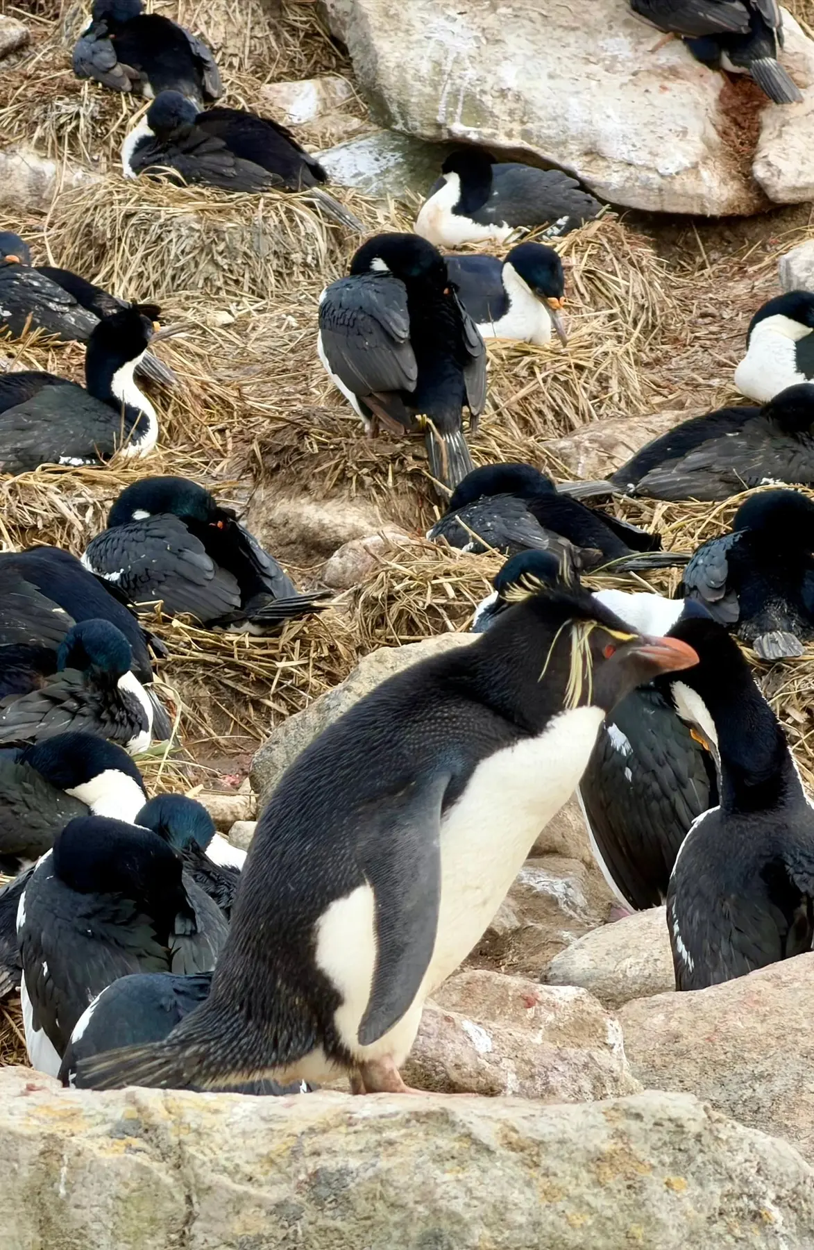 Felsenpinguine und Schwarzbrauenalbatrosse brüten gemeinsam auf den Falklandinseln