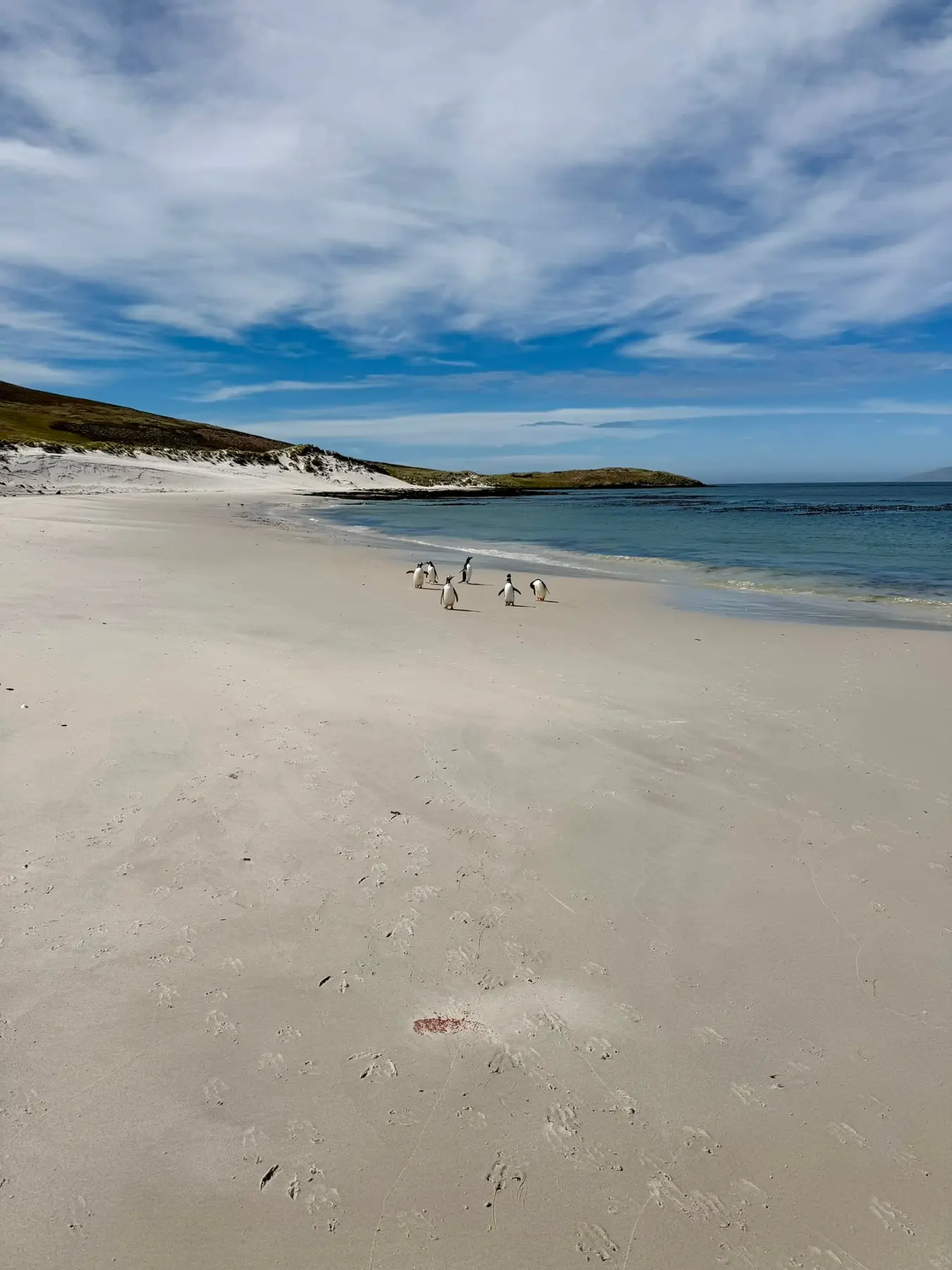 Weißer Sandstrand mit Pinguinen auf den Falklandinseln