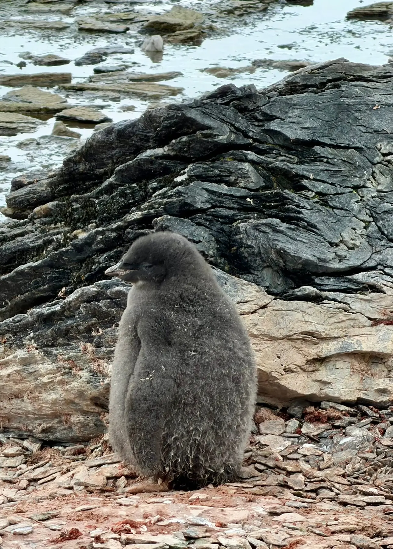 Adéliepinguin-Küken auf den Südlichen Orkneyinseln