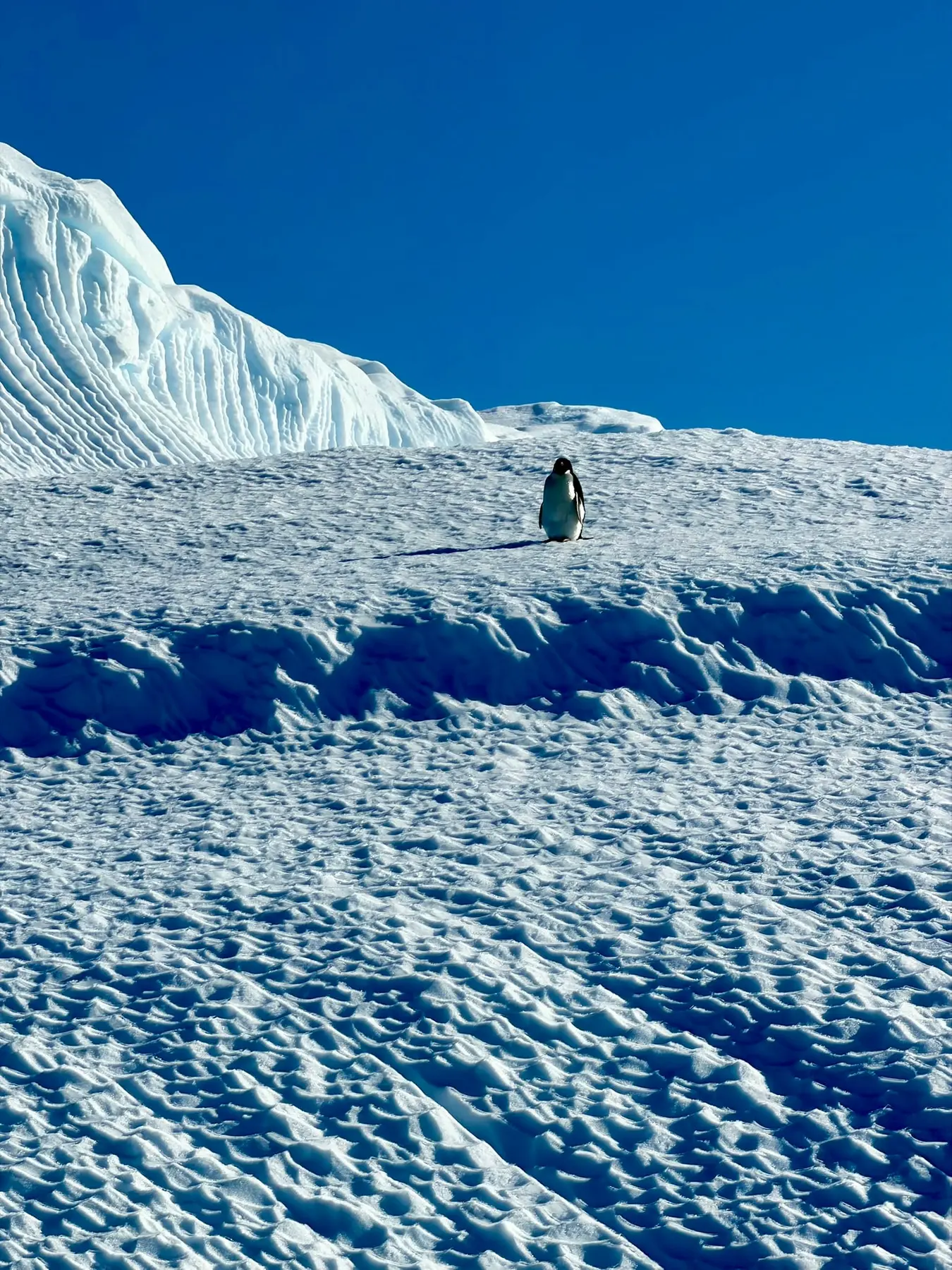 Leuchtend blaues Eis an der Antarktischen Halbinsel
