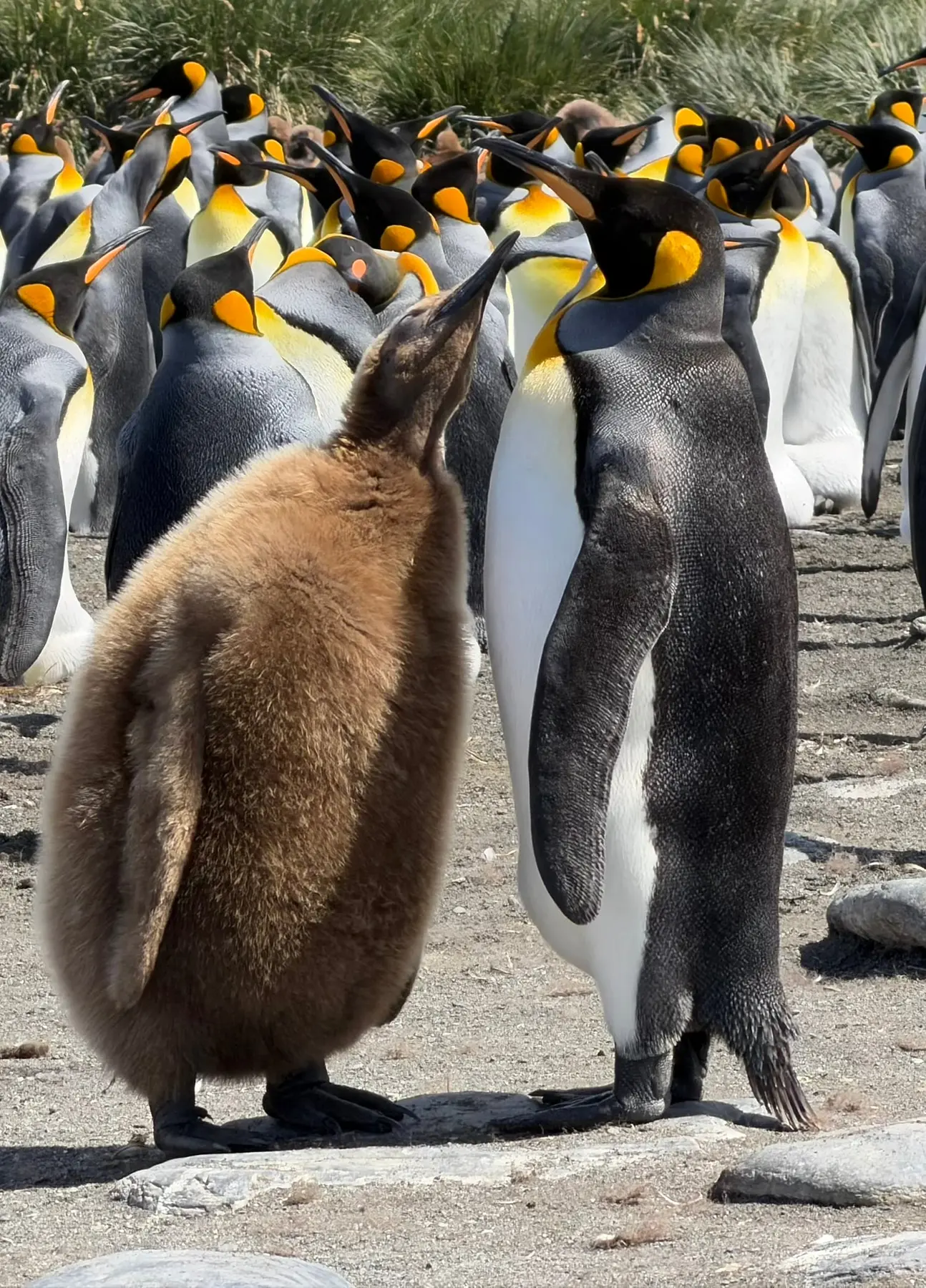 Königspinguin-Küken mit erwachsenem Tier in einer großen Kolonie auf Südgeorgien