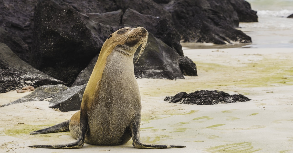 Galápagos-Seelöwe am Strand vor dem türkisfarbenen Pazifik – typisches Motiv einer Galápagos-Kreuzfahrt