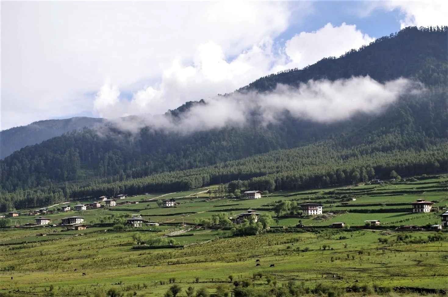 Weites grünes Phobjikha-Tal bei Gangtey in Bhutan