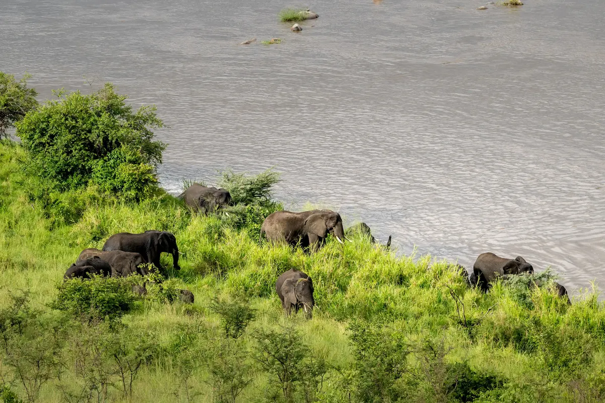 Elefantenherde in der Landschaft der nördlichen Serengeti
