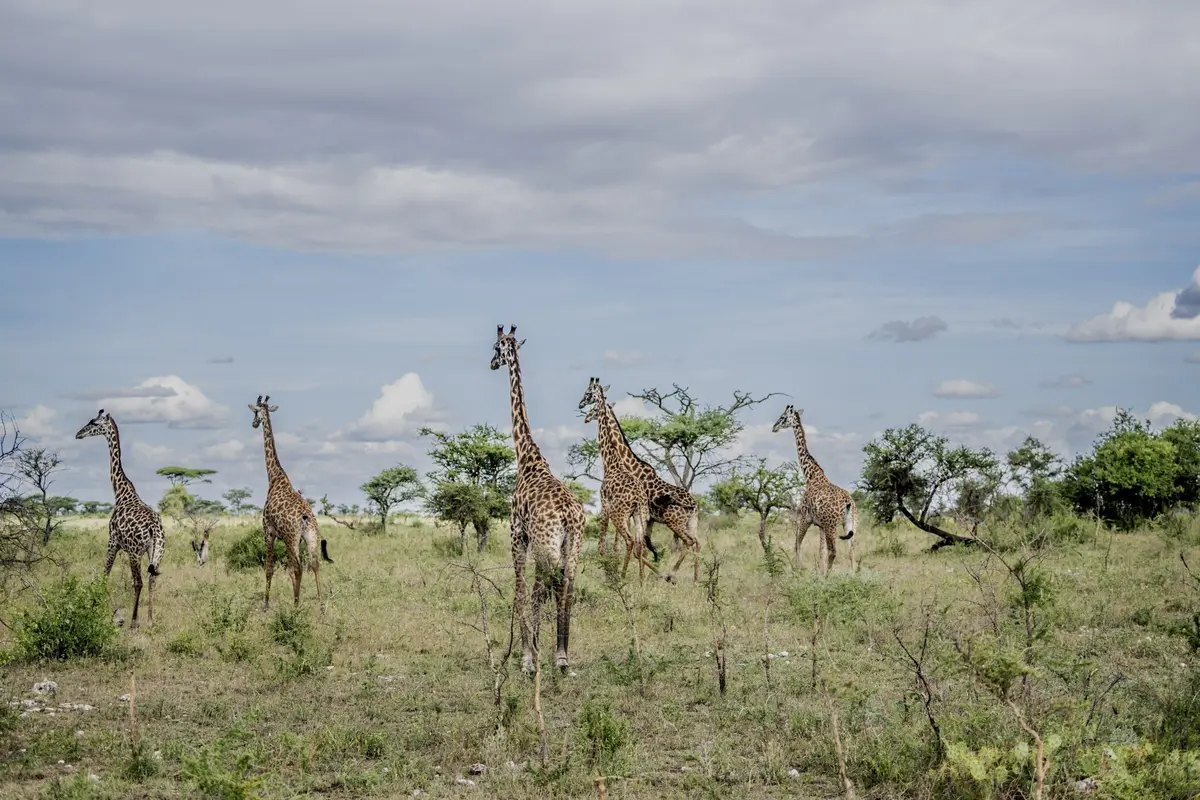Mehrere Giraffen in der offenen Savanne Nord-Tansanias