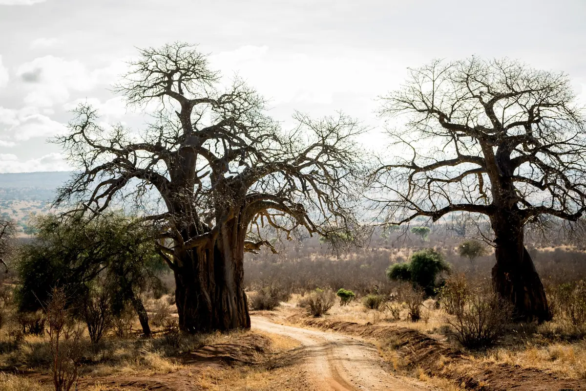 Alte Baobabs an einer Piste im Tarangire Nationalpark
