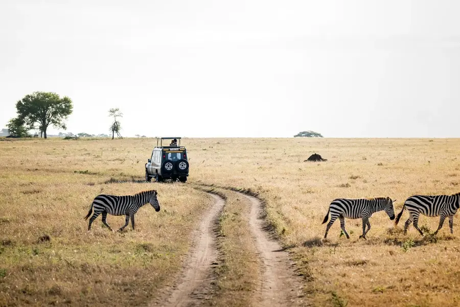 Zebras und Safarifahrzeug in der offenen Serengeti