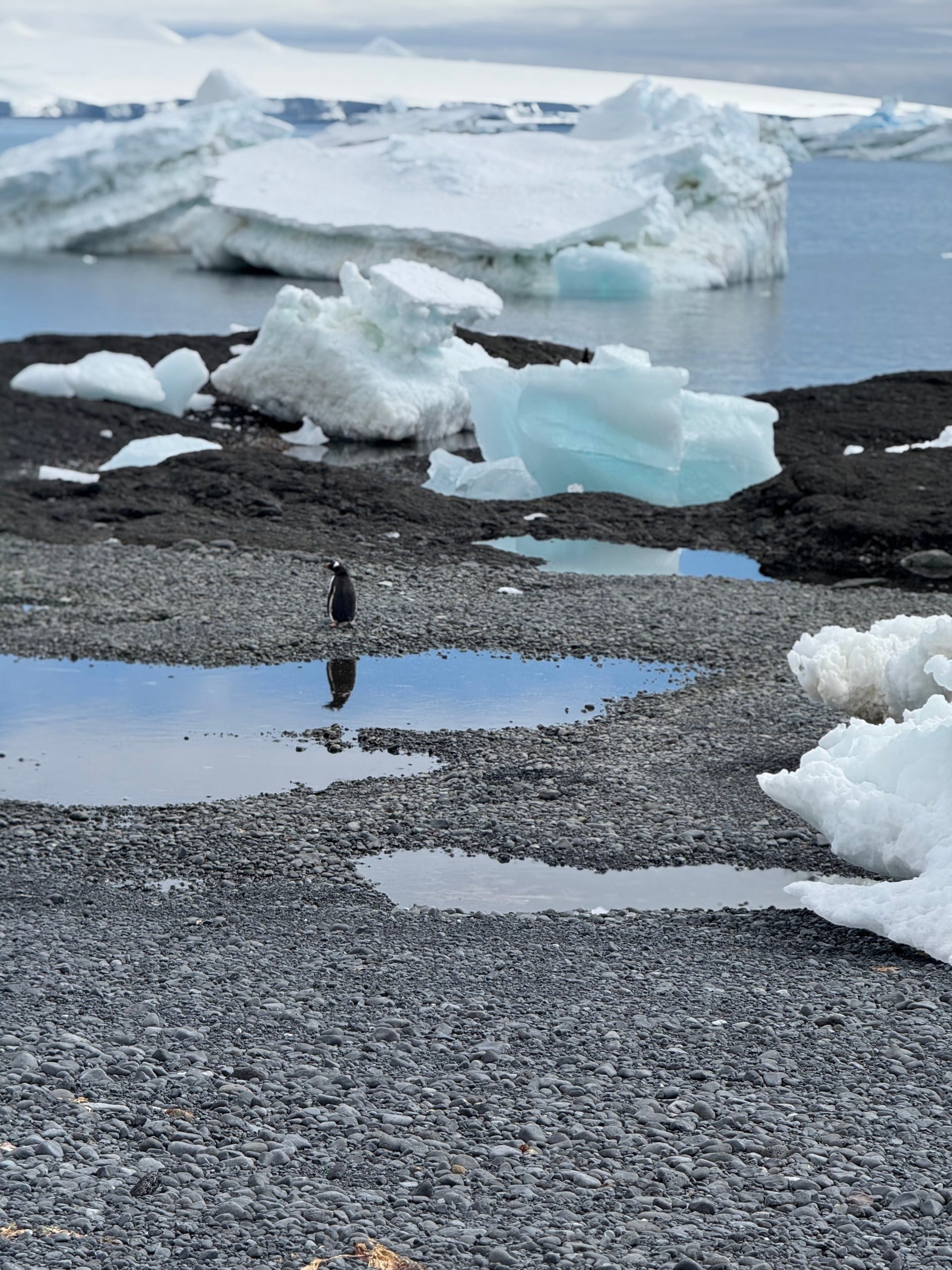 Pinguine auf der Antarktischen Halbinsel mit Eisberg im Hintergrund