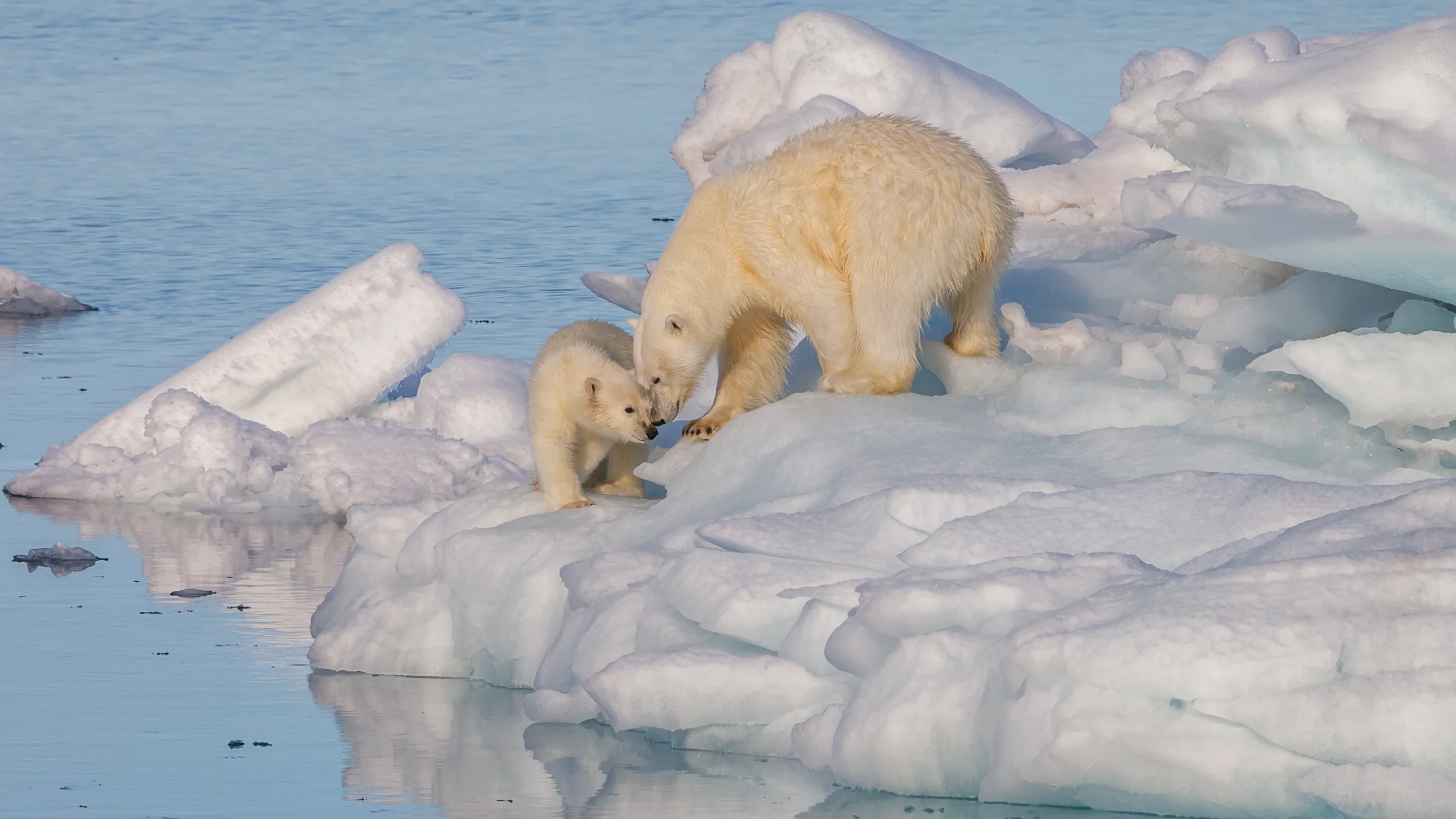 Eisbärin mit Jungtieren im Treibeis nördlich von Spitzbergen