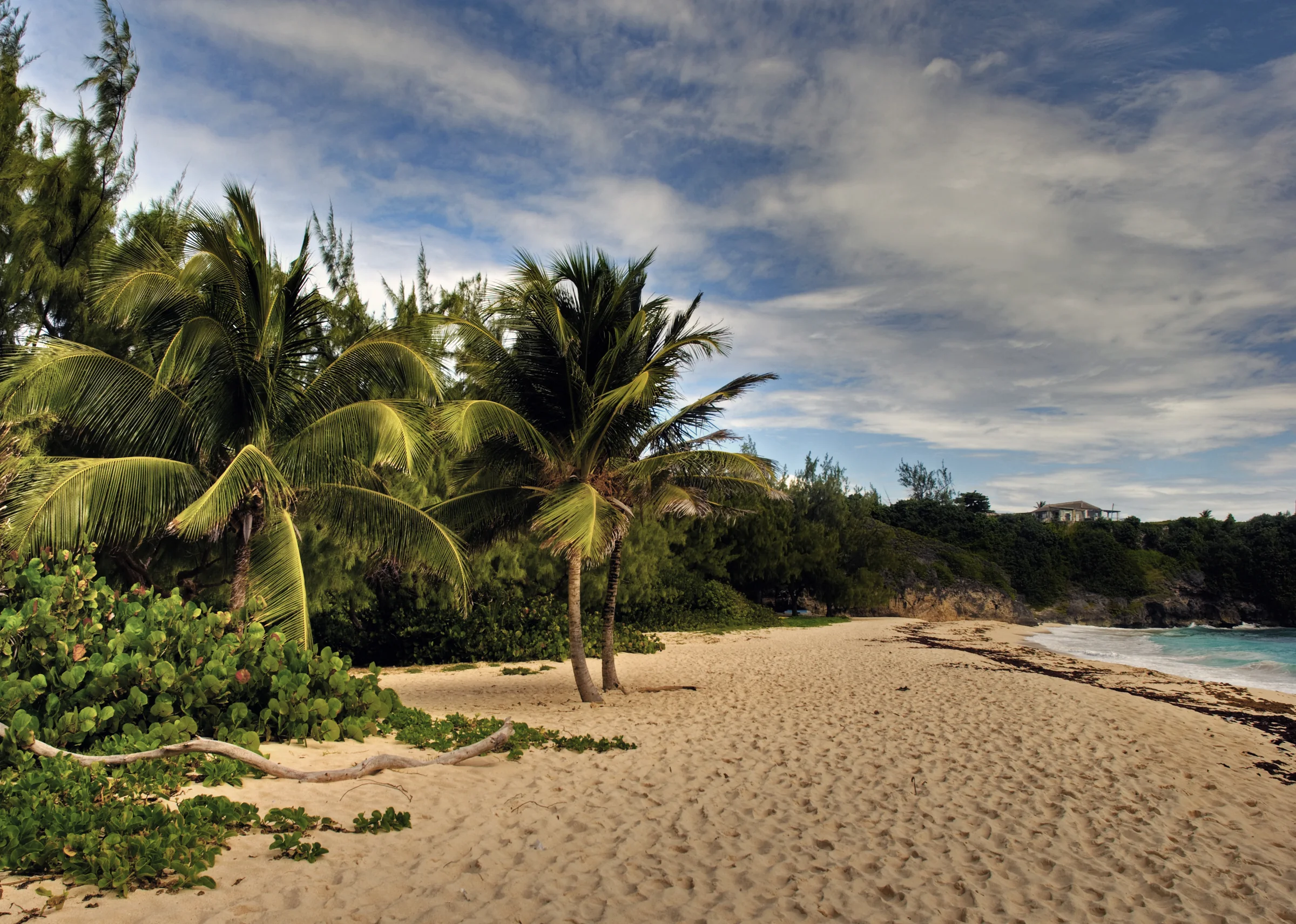 Palmengesäumter Sandstrand auf Barbados
