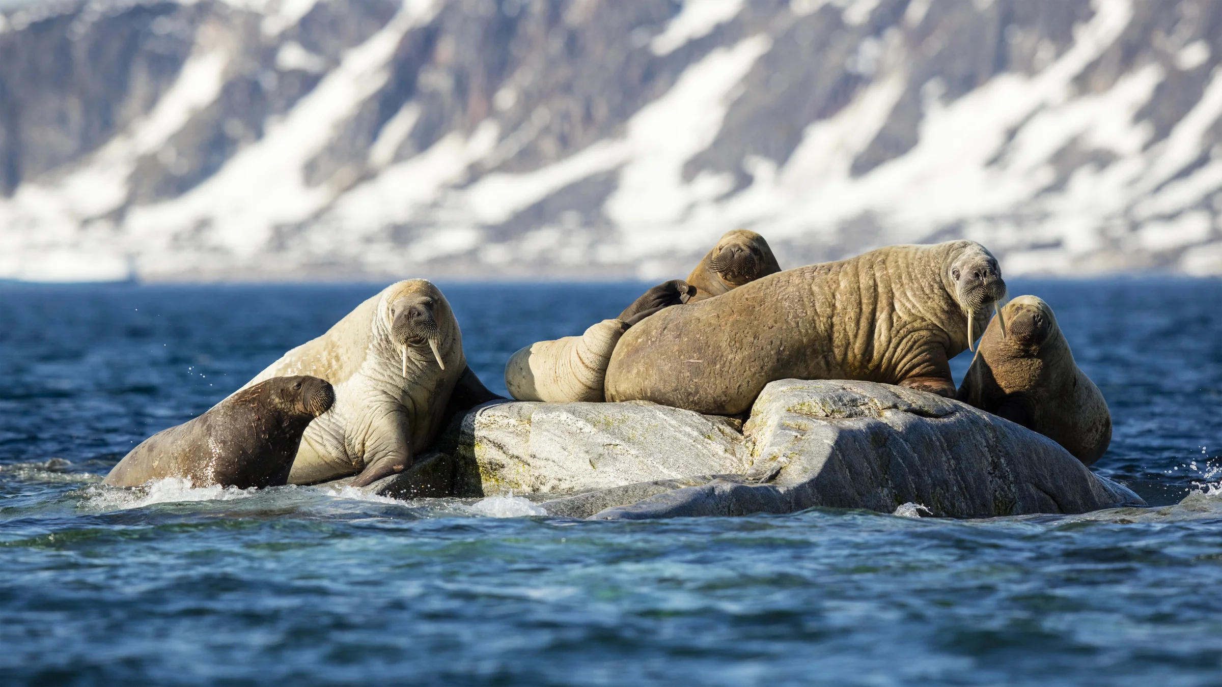 Walrosse auf den Felsen von Phippsøya im Svalbard-Archipel