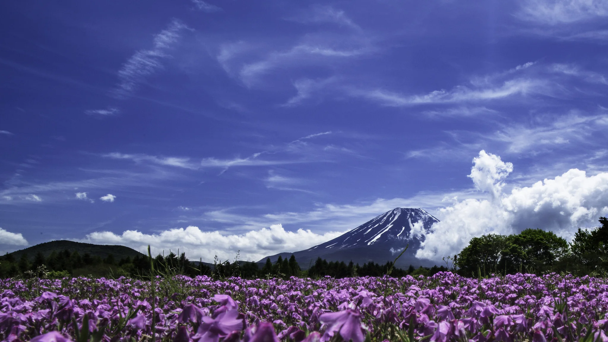 Der Fuji hinter Blumenfeldern am Kawaguchi-See