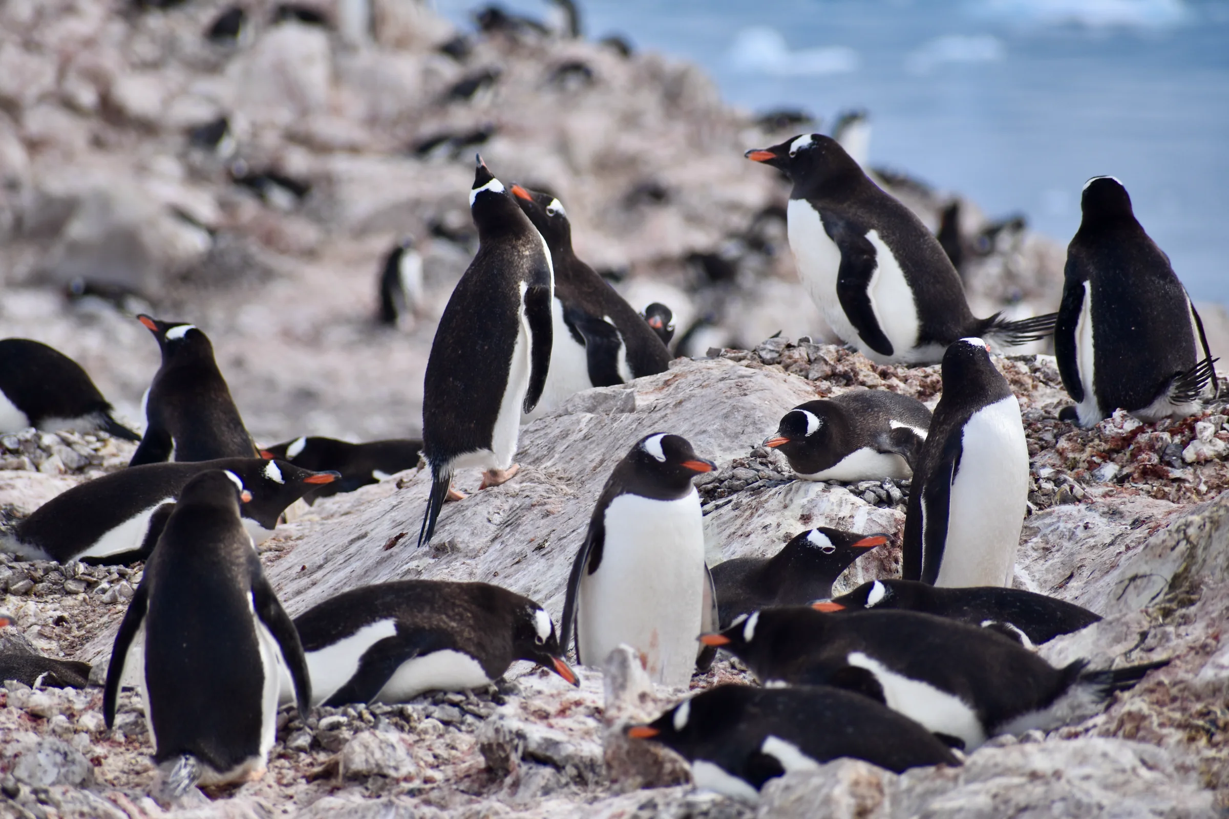Eselspinguine in einer Kolonie auf der Antarktischen Halbinsel